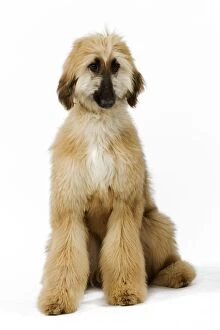 Dog - Afghan Hound. Also know as Tazi