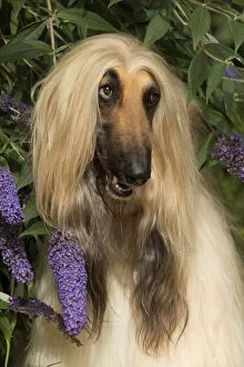 Images Dated 22nd March 2016: Dog Afghan Hound portrait butterfly bush