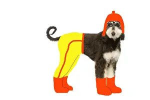 Afghans Prints: Dog - Afghan Hound puppy in studio wearing trousers, boots & hat