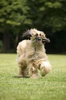 Dog Afghan Hound running