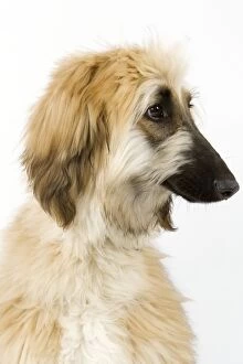 Images Dated 9th April 2006: Dog - Afghan Hound / Tazi