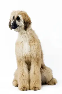 Dog - Afghan Hound / Tazi