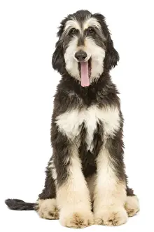 Dog - Afghan Hound - yawning