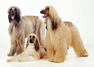 DOG - three Afghan hounds, studio shot