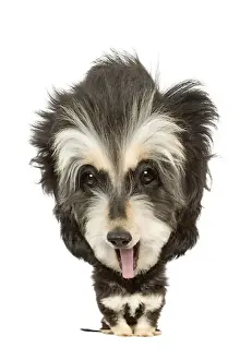 Dog - Afhgan - 6 month old puppy Manipulated Image (by photographer)