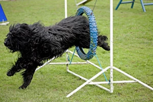 Herd Breeds Collection: Dog agility - Briard jumping through hoop