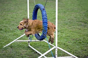 Show Collection: Dog agility - Cocker Spaniel jumping through hoop