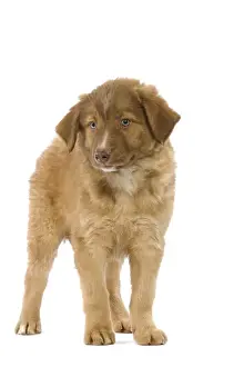 Dog - Aidi / Chien de L'Atlas (Morocco)
