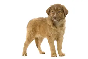Dog - Aidi / Chien de L'Atlas (Morocco)