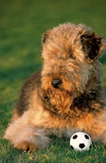 Images Dated 2nd October 2007: Dog - Airedale Terrier with ball in garden