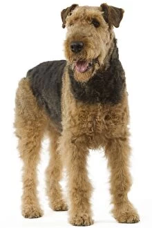Dog - Airedale Terrier. Also known as Waterside Terrier or Bingley Terrier