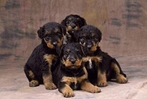 Dog - Airedale Terrier puppies