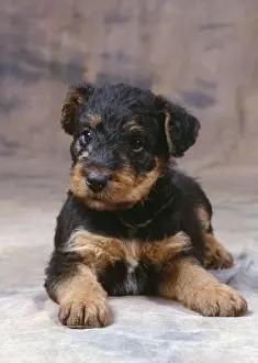 Airedale Prints: Dog - Airedale Terrier - Puppy lying down