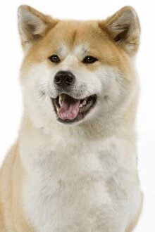 Dog - Akita