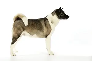 Dog. Akita