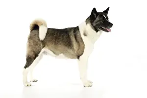 Dog. Akita