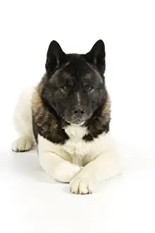 Dog. Akita