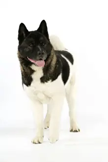Dog. Akita