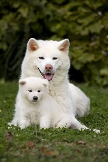 Images Dated 23rd September 2010: Dog - Akita / Akita Inu - adult & puppy. Also known as Japanese Akita