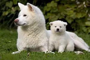 Dog - Akita / Akita Inu - adult & puppy. Also known as Japanese Akita