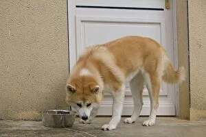 Images Dated 23rd September 2010: Dog - Akita / Akita Inu - drinking from water bowl. Also known as Japanese Akita