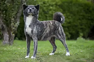 Dog - Akita / Akita Inu. Also known as Japanese Akita