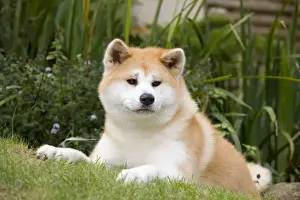 Dog - Akita / Akita Inu. Also known as Japanese Akita
