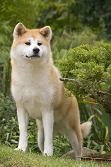 Dog - Akita / Akita Inu. Also known as Japanese Akita