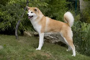 Dog - Akita / Akita Inu. Also known as Japanese Akita