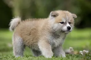 Dog - Akita / Akita Inu - puppy. Also known as Japanese Akita