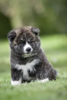 Dog - Akita / Akita Inu - puppy. Also known as Japanese Akita