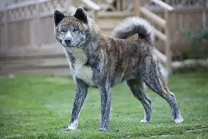 Dog - Akita Inu