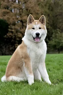 Dog - Akita Inu