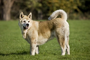 Images Dated 8th November 2009: Dog - Akita Inu in garden