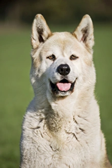 Images Dated 8th November 2009: Dog - Akita Inu in garden