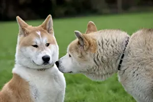 Sniffing Prints: Dog - Akita Inu - old and young dog