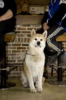 Images Dated 4th March 2007: Dog - Akita Inu in pub