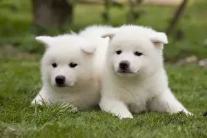Dog - Akita Inu puppies in garden