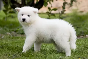 Dog - Akita Inu puppy in garden