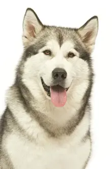 Happy Prints: Dog - Alaskan Malamute