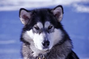 Dog - Alaskan Malamute, portrait closeup