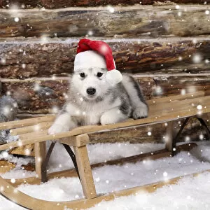 Alaskan Collection: DOG - Alaskan malamute puppy on sledge wearing red Christmas Santa hat