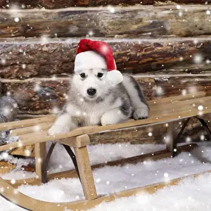 Sport Prints: DOG - Alaskan malamute puppy on sledge wearing red Christmas Santa hat