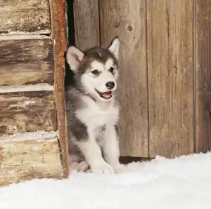 Door Prints: Dog - Alaskan Malamute puppy in snow