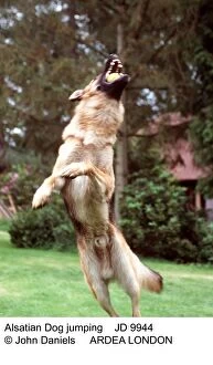 Dog Alsatian / German Shepherd - Jumping Up