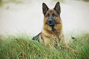 Dog - Alsatian / German Shepherd lying down
