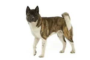 Dog - American Akita