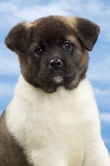 Images Dated 7th February 2014: Dog - American Akita puppy 8 weeks old