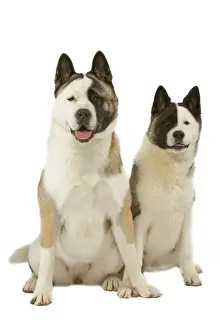 Dog - American Akitas