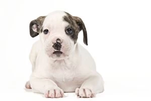 Images Dated 25th March 2011: Dog - American Bulldog puppy in studio